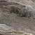 Primavera Botein Dark orobico Matt 30x60 NR010