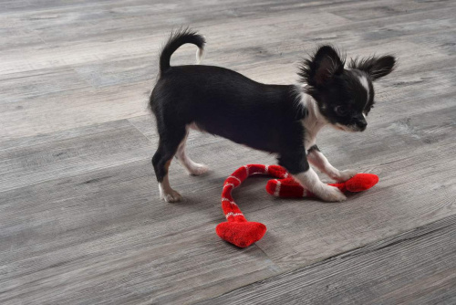 Ламинат SPC Noventis Iceberg Дуб Тасмана 3003